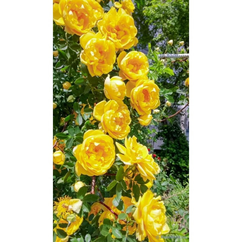150pcs Yellow Climbing Rose Seeds Vine Seed Non-GMO Heirloom Perennial Flowers for Garden Plant