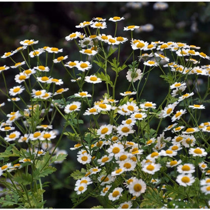 900Pcs Daisy Seeds Perfect for fill empty garden spots with elegant clustered seasonal blooms