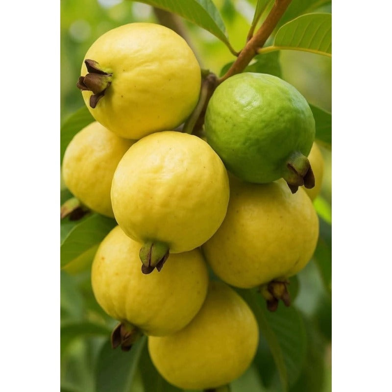 88Pcs Guava Seeds pair well with low ornamental plantings to enrich multi-layered courtyard landscape structure