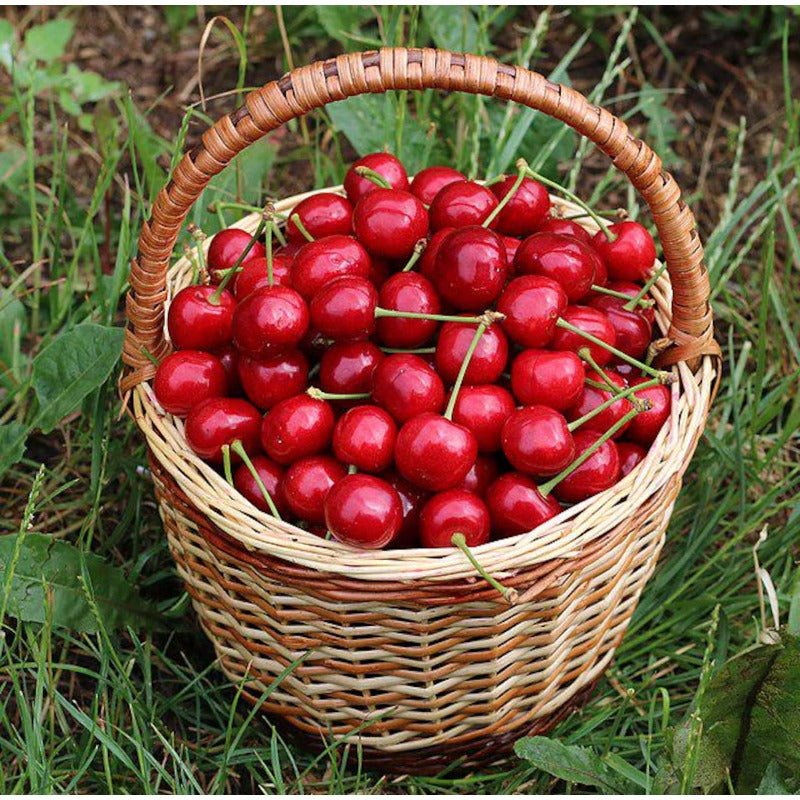 30Pcs Sweet Cherry Tree Seeds
