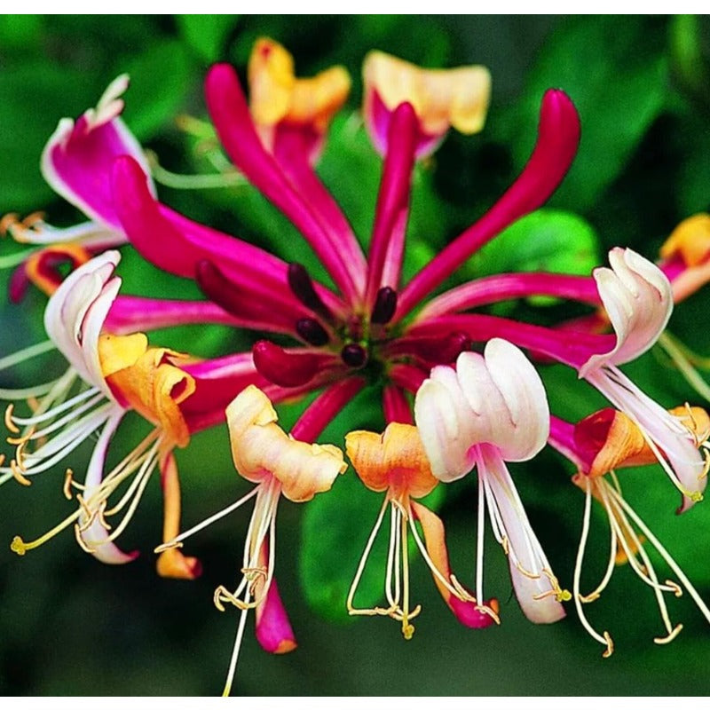 85Pcs Pink Honeysuckle Seeds, Fragrant Vine Lonicera hispidula