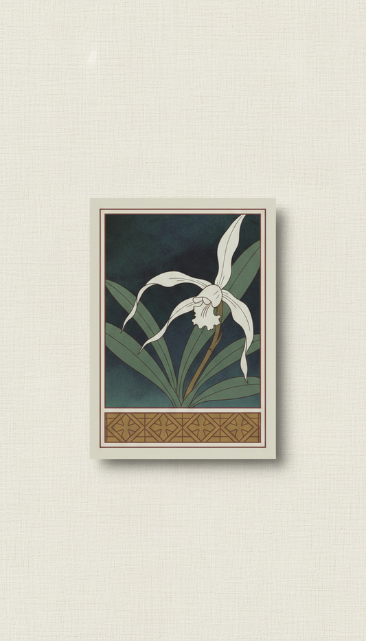 Ghost orchid elusive seed packet