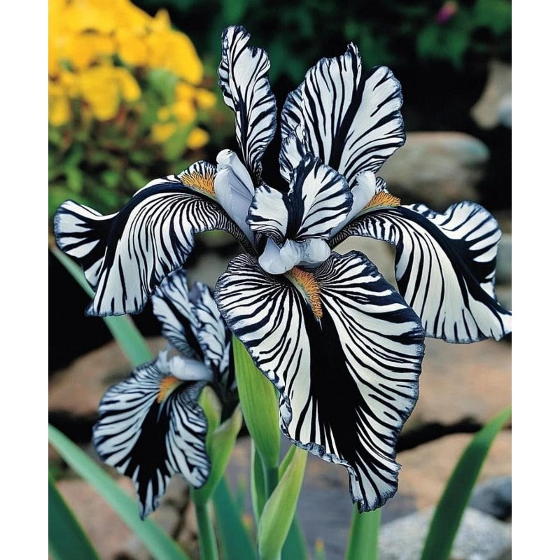 100pcs Mixed Iris Flower Seeds for Planting – Perennial Iris with Garden Blooms