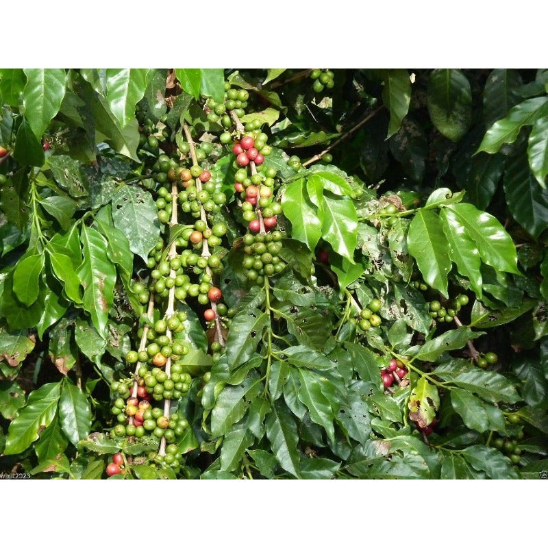 28Pcs Coffee Seeds Easy To Grow Works Well As Background Greenery In Landscape Designs
