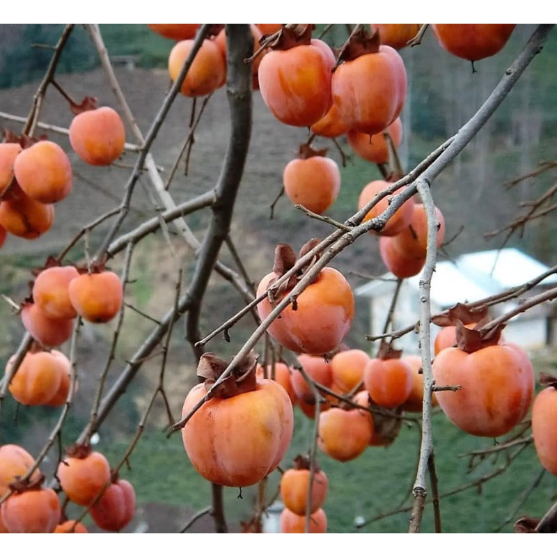 45Pcs Persimmon Seeds Designed for planting feature balanced upright tree habit for landscape focal display and boundary greening arrangement