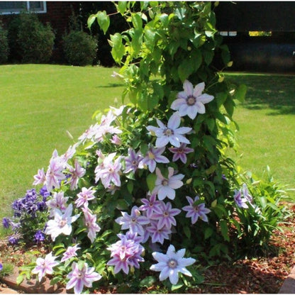 100 Pcs Climbing Clematis Vine Seeds for Planting Purple Red Pink Mix Colors