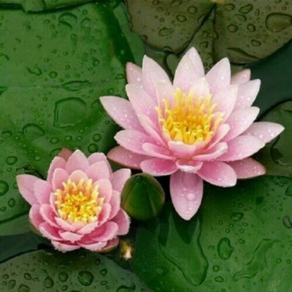 12pcs Natural Water Purifying Plants with Lotus Seeds for Healthy Ponds