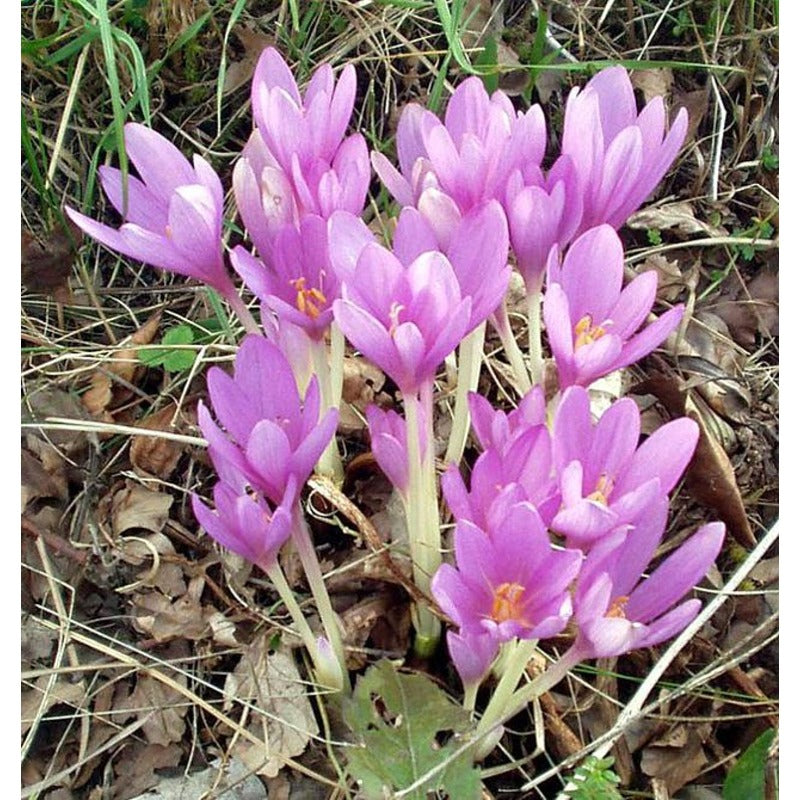 98Pcs Simple To Plant And Naturally Charming Saffron Seeds Complement Any Type Of Outdoor Home Decor