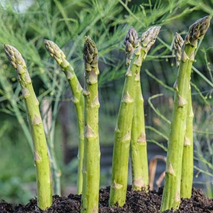 100pcs Straightforward Growing Asparagus Seeds ideal for lining garden bed rows, border edges and leisure open grounds