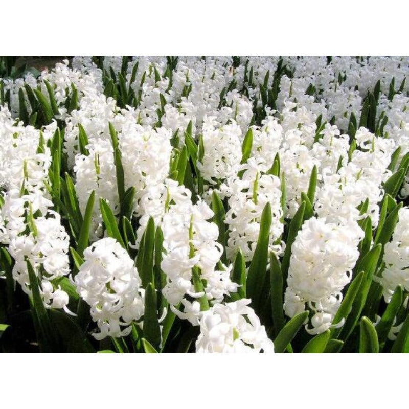 200Pcs Hyacinth Seeds match naturally with classic garden and modern minimalist decor design styles