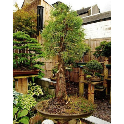 86Pcs Redwood Tree Seeds pair beautifully with ornamental shrubs to enrich multi layered landscape structure