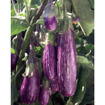 200pcs Novice Friendly Eggplant Seeds grow with stable inherent growth traits for consistent bushy form and seasonal growth renewal habit