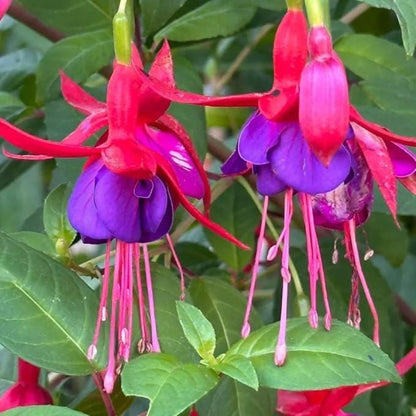 Fuchsia Seeds 100 Perennial | Hanging Bonsai Indoor Outdoor Balcony Garden Flower Pack
