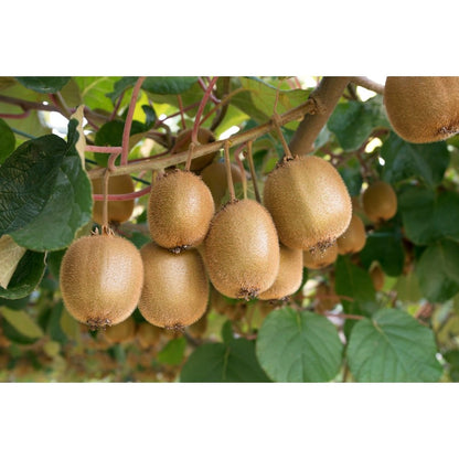 187Pcs Hardy Kiwifruit Seeds Simple To Maintain With Basic Watering And Sunlight