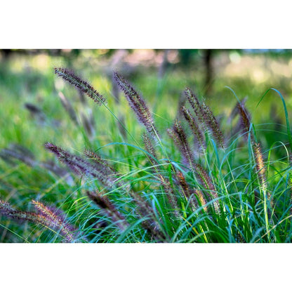 100pcs Ideal For Soft Landscape Accents Fountain Grass Easy To Grow In Outdoor Spaces