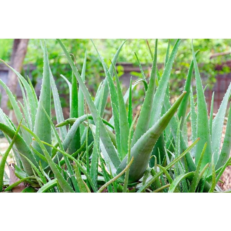 198Pcs Aloe Vera Seeds Perfect for beginner planting to create neat foliage ornamental layers and add solid textured appeal to home and garden scenery