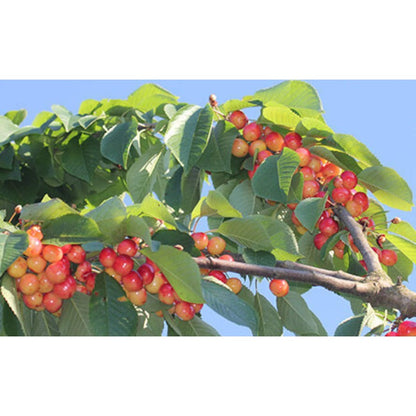 30Pcs Cherry Tree Seeds Easy to Cultivate Flowering Branches for Small Spaces Planting