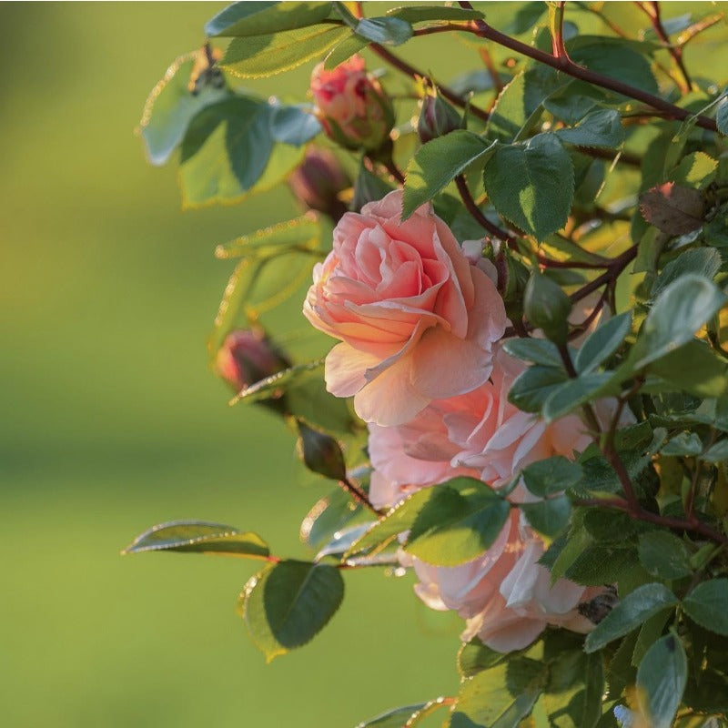 150Pcs Pink Rose Seeds for Planting, Fragrant Flower Perennial Shrub, Non-GMO Heirloom for Garden Borders, Containers and Cut Flowers