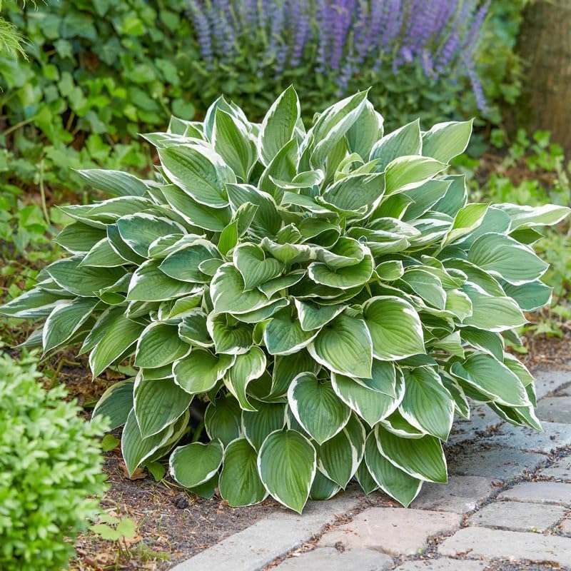 100 Rare Mixed Color Hosta Flower Seed for Planting Outdoors Garden