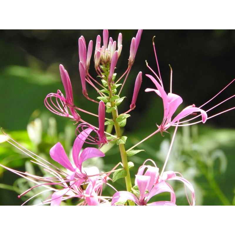 98Pcs Honeysuckle Seeds Easy To Maintain And Perfect For Mixed Plantings With Other Ornamental Climbing Varieties