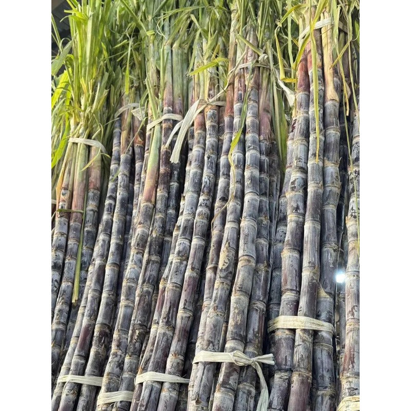 40Pcs Sugar Cane Seeds Simple To Care For And Ideal For Garden Borders And Large Landscape Edge Plantings