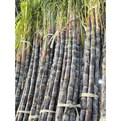 40Pcs Sugar Cane Seeds Simple To Care For And Ideal For Garden Borders And Large Landscape Edge Plantings