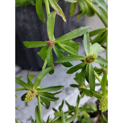 200pcs Culantro Seeds Simple for beginner planting keep natural compact rosette form without excessive uncontrolled spreading