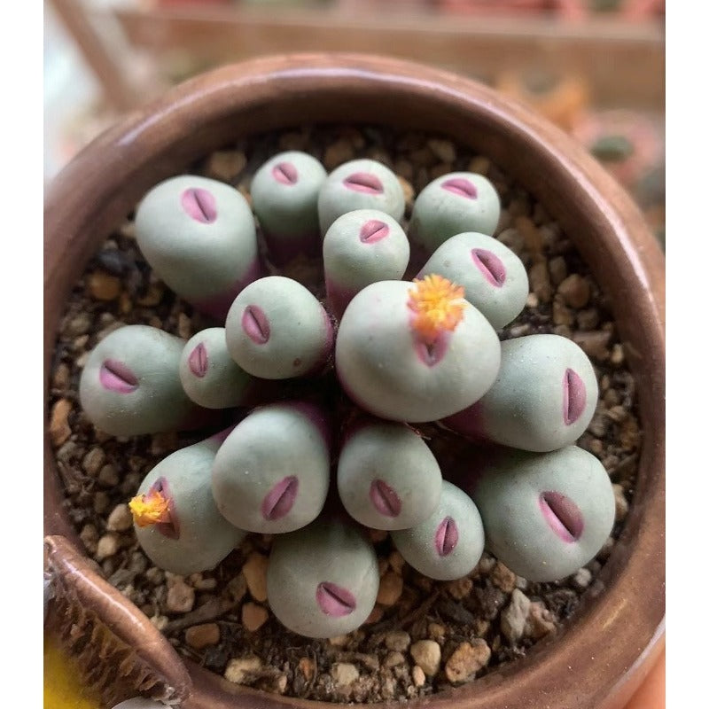 1000pcs Create Stunning Mini Succulent Gardens with Vigorous Succulent Seeds for Planting