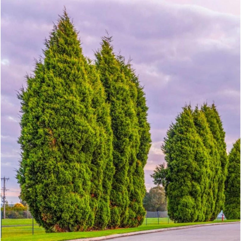 84Pcs Cypress Seeds simple to grow in oversized decorative containers, raised landscape beds and open garden showcase spots