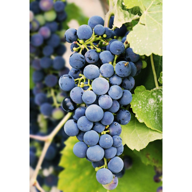50pcs Grape Seeds Easy To Grow Works Well In Temperate Climate Gardens With Warm Summers And Mild Winter Conditions