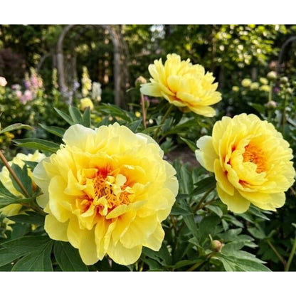 25 Yellow Peony Seeds - Fragrant Golden Peony, Hardy Perennial Flower Seeds for Romantic Gardens