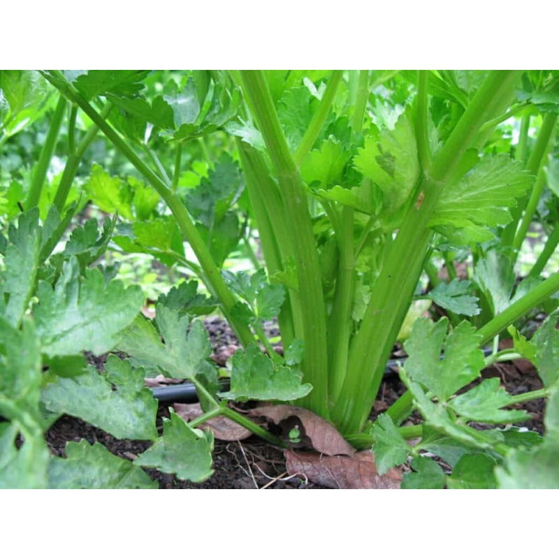500 Suitable for beginner planting Celery Seeds flourish in ordinary moist well-drained soil suited for garden foliage cultivation