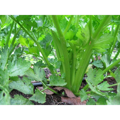 500 Suitable for beginner planting Celery Seeds flourish in ordinary moist well-drained soil suited for garden foliage cultivation