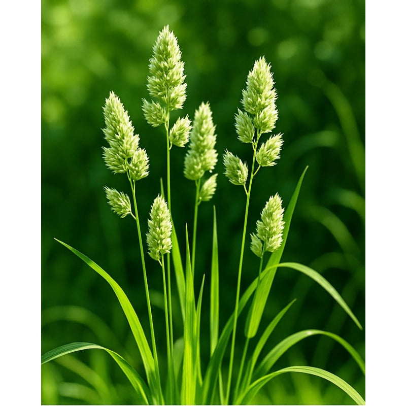 99Pcs Cat Grass Seeds Suitable for planting form neat dense foliage clusters ideal for indoor desktop placement, pet corner arrangement and household green layout