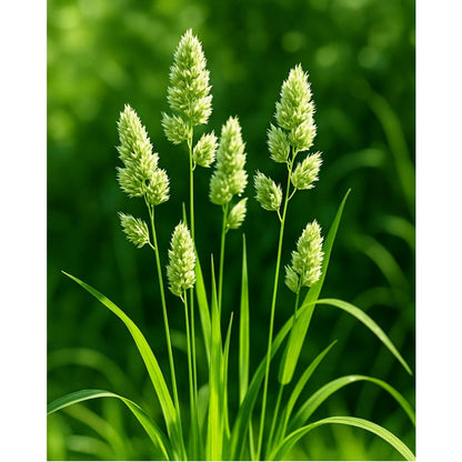 99Pcs Cat Grass Seeds Suitable for planting form neat dense foliage clusters ideal for indoor desktop placement, pet corner arrangement and household green layout