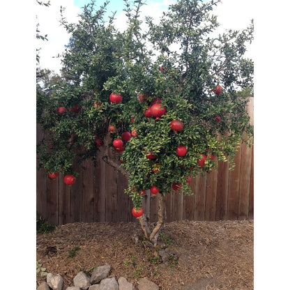 136Pcs Pomegranate Seeds Easy to Sow and Grow great for raised garden beds, open yard plots and courtyard ornamental cultivation layout