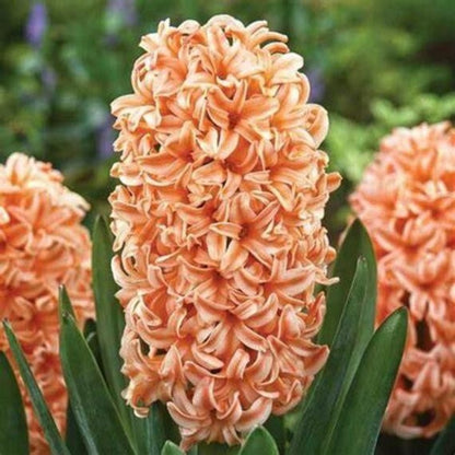 200pcs Hyacinth Seeds Sun Loving Flower Seeds For Full Sun Outdoor Growing Zones Simple To Cultivate