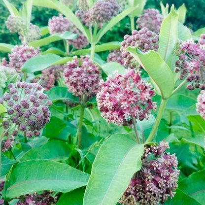 190Pcs Milkweed Seeds for planting in sunny courtyards, open garden beds and expansive terrace edges