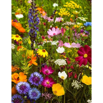 900Pcs Mix Wildflower Seeds simple to grow for yard blank filling, wild garden styling and large leisure space layout