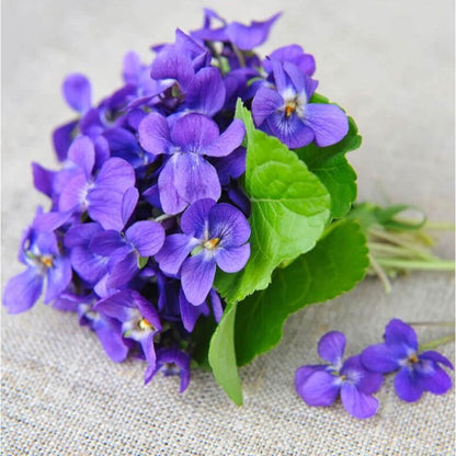 500pcs Common Blue Violet Seeds for Planting Non GMO Perennial Garden Seed Pack