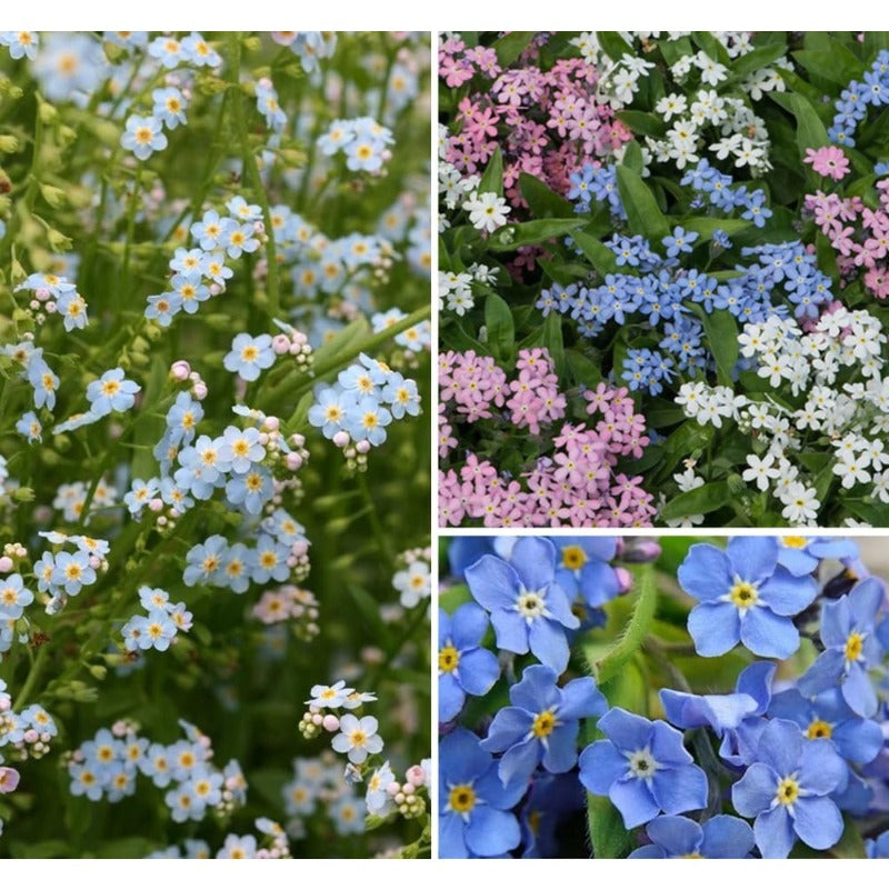 500Pcs Forget Me Not Seeds perfect for mass sowing in yard margins, path sides and quiet garden corners