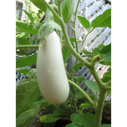 200pcs pure white heirloom Eggplant Seeds Suitable for home planting ideal for personal landscape arrangement