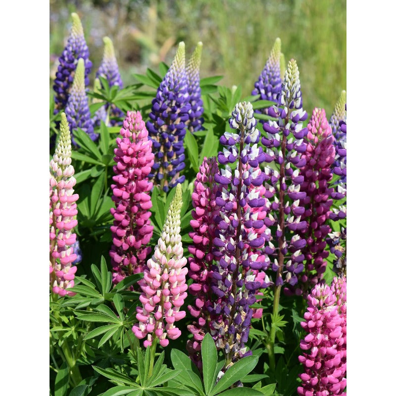 100Pcs Fast To Germinate Lupine Seeds Attracts Pollinators Throughout The Bloom Period