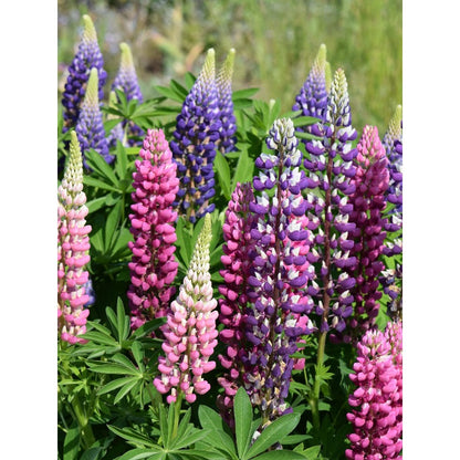 100Pcs Fast To Germinate Lupine Seeds Attracts Pollinators Throughout The Bloom Period