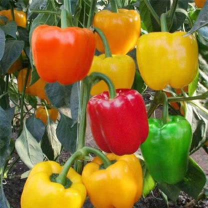 200pcs Pepper Effortless Cultivation fit small and medium row garden and container layout demands
