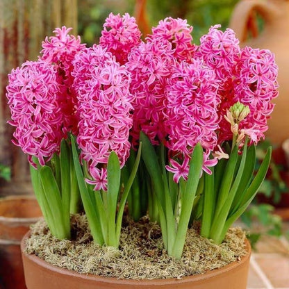 200pcs Hyacinth Seeds Fragrant Flowering Plant Seeds For Outdoor Garden Planting Easy To Grow