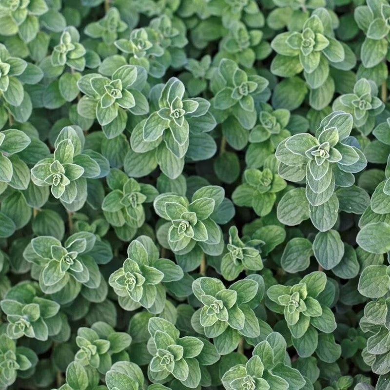 1000pcs Oregano seeds  Friendly for new gardeners grow into full neat mounded bushy clumps with steady seasonal foliage renewal features