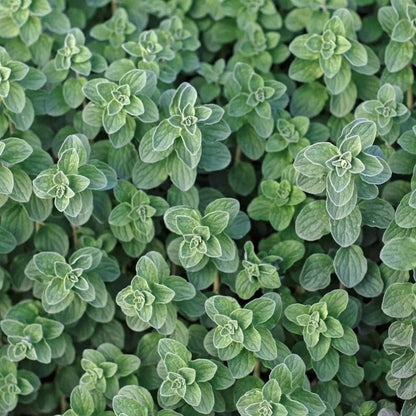 1000pcs Oregano seeds  Friendly for new gardeners grow into full neat mounded bushy clumps with steady seasonal foliage renewal features