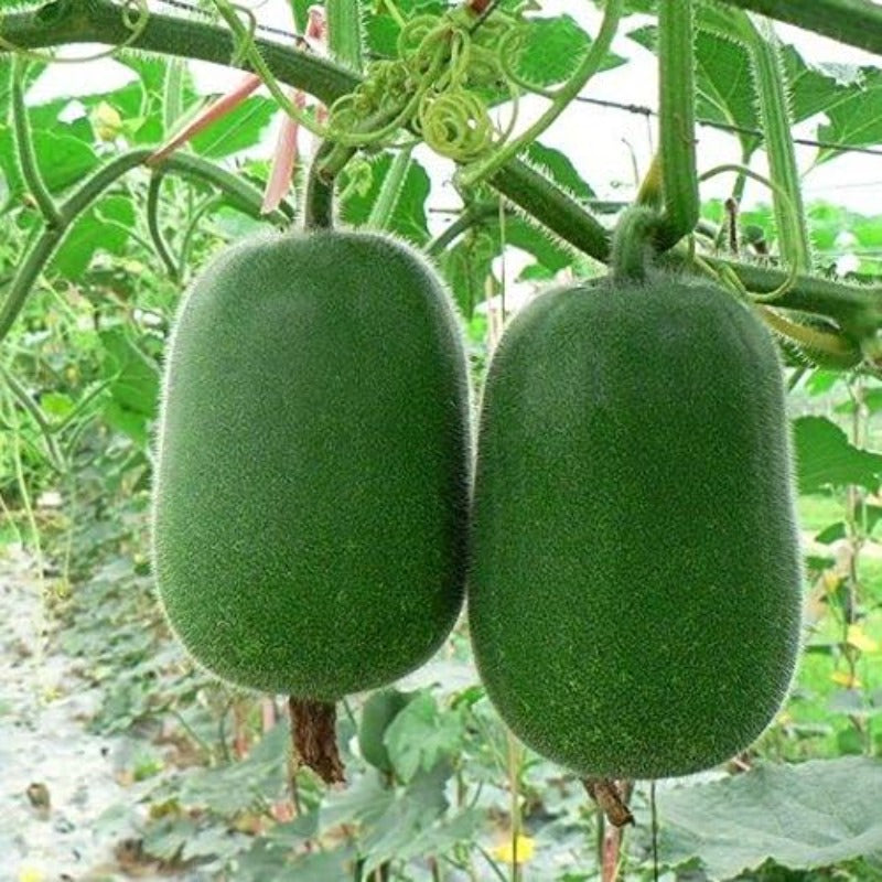 30pcs Winter Melon Seeds Friendly for new gardeners grow into full extensive vine clusters with steady seasonal development