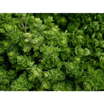 975Pcs Oregano Seeds Perfect for beginner sowing adapt well to container cultivation and in ground garden placement